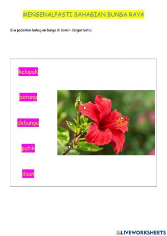 Mengenalpasti bahagian bunga