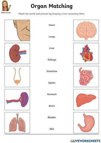 Organ matching