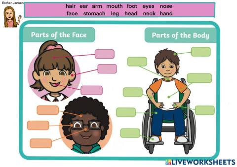 Parts of the body and face