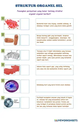2. struktur organel sel