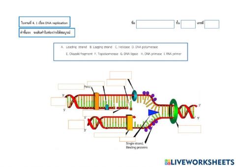 ใบงานที่ 4.1 DNA replication