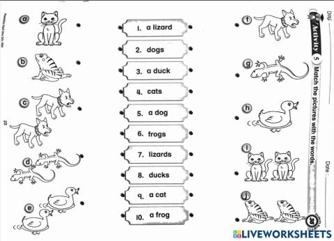 Unit 3: Pet Show
