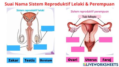 Sistem reproduktif