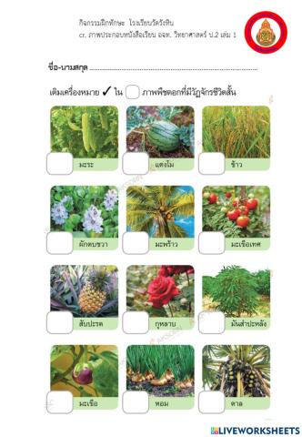 พืชดอกที่มีวัฏจักรชีวิตสั้น