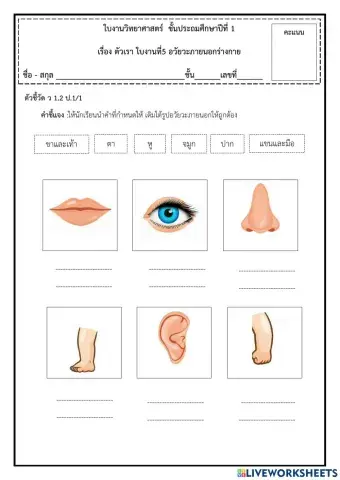 .ใบงานวิทยาศาสตร์(รูปอวัยวะภายนอก)