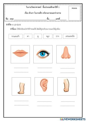 .ใบงานวิทยาศาสตร์(รูปอวัยวะภายนอก)