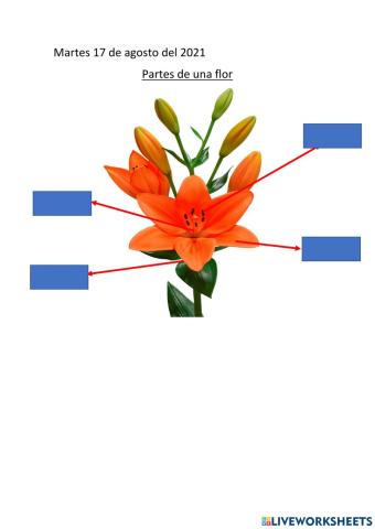 Partes de la flor