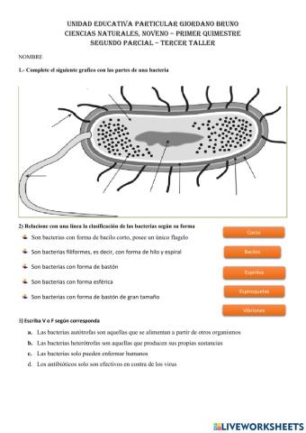 Bacterias