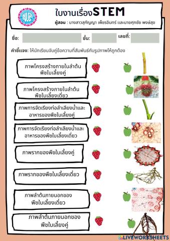 แบบฝึกหัดโยงเส้นจับคู่ลำต้น