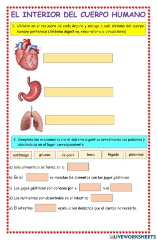 El interior del cuerpo humano