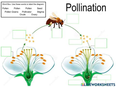 Pollination