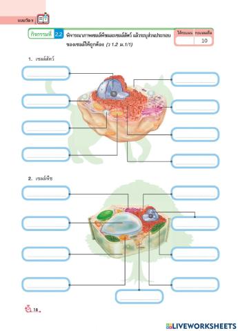 ใบงานที่ 1