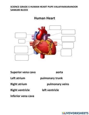 Human heart