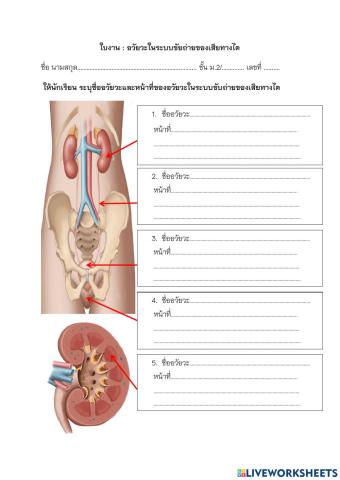 ม.2 ใบงาน อวัยวะระบบขับถ่ายของเสีย