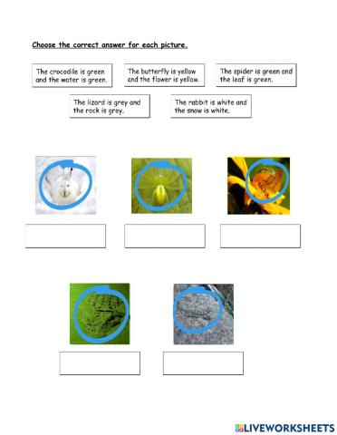 Pet Show (camouflage) 2