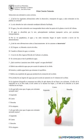 Transporte en la plantas