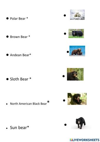 Bears species