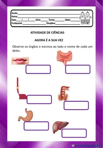Alimentação e o Sistema Digestório