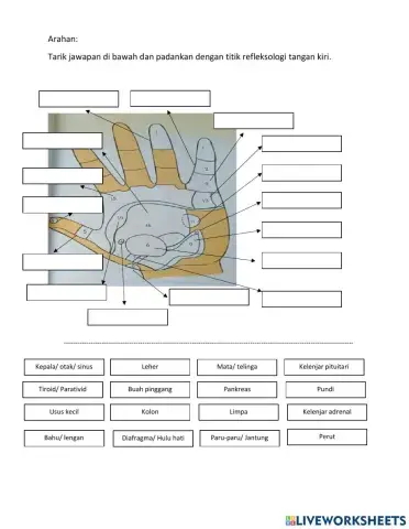 Titik refleksologi tangan kiri