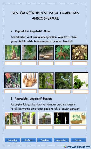 Sistem reproduksi tumbuhan part 1