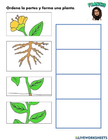Partes de la planta