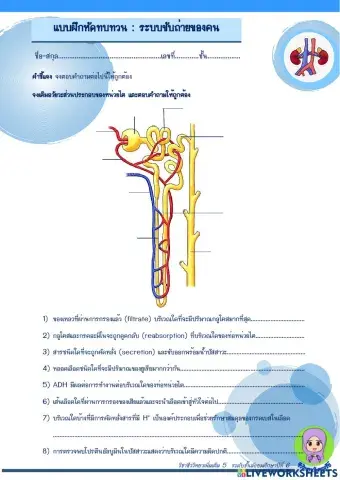 แบบฝึกหัด ระบบขับถ่ายของคน