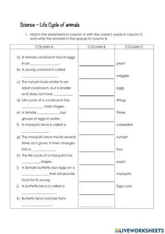 Life cycle of insects