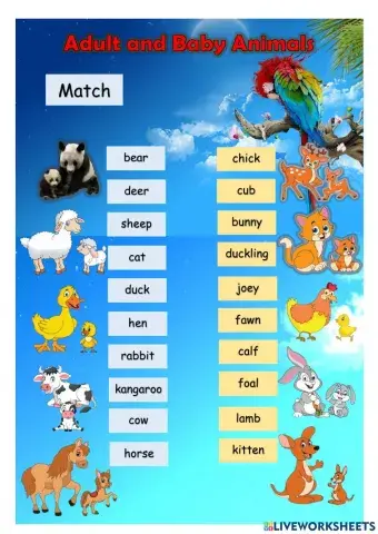 Adult and Baby Animals