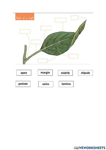 Parts of Leaf