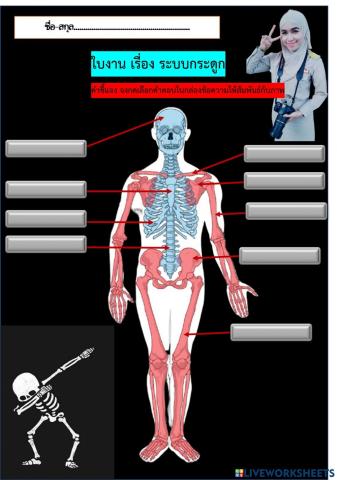 ใบงาน ระบบกระดูก