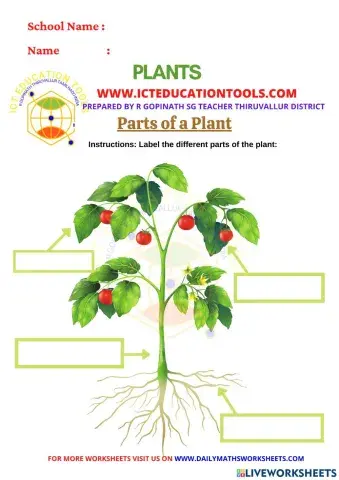 Parts of a plant