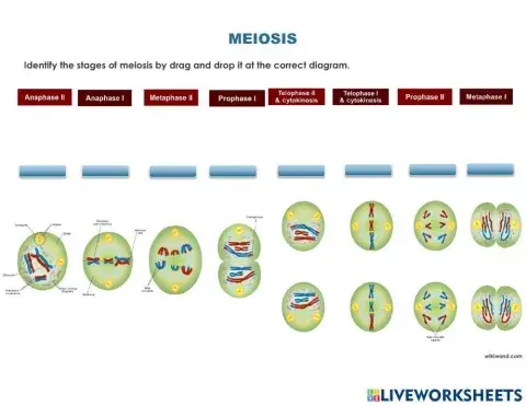 Meiosis