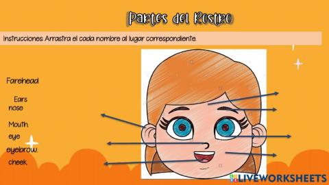 Partes del rostro en Inglés