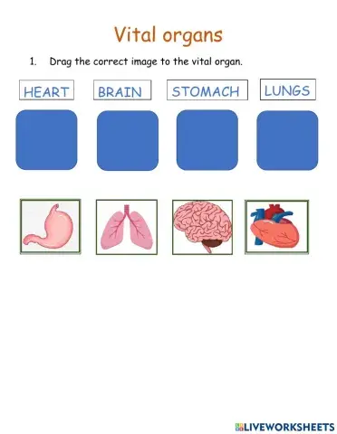 Vital organs
