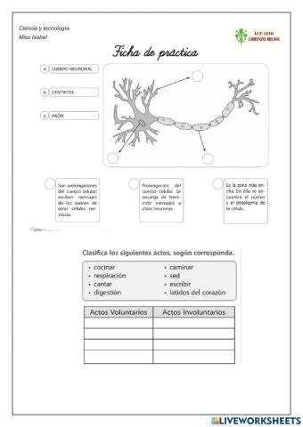 La neurona