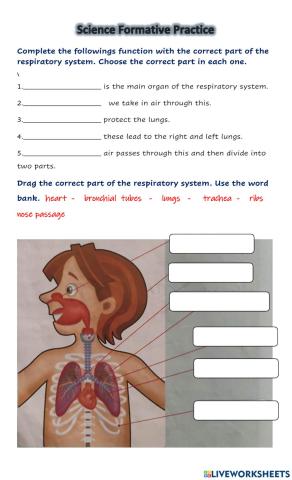 Respiratory system