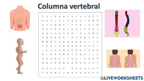Columna vertebral
