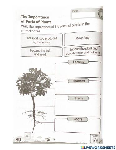 Science Year 1: Plants