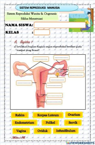 Tes Sistem Reproduksi Manusia (Sistem Reproduksi pada Wanita, Oogenesis, dan Siklus Menstruasi)
