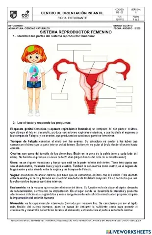 Sistema reproductor femenino