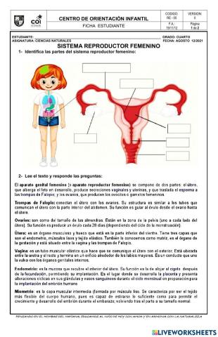 Sistema reproductor femenino