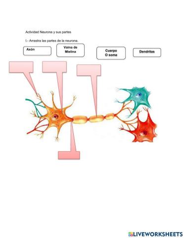 Actividad de partes de la neurona