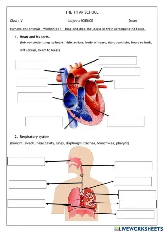 Human organs - label