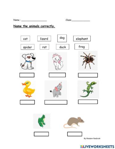 Name the Animals