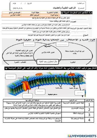 ورقة 24تفاعلية3