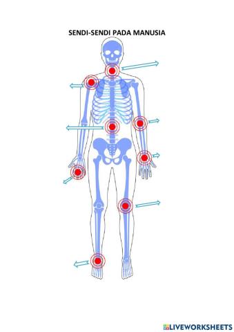 Sendi-sendi pada Manusia