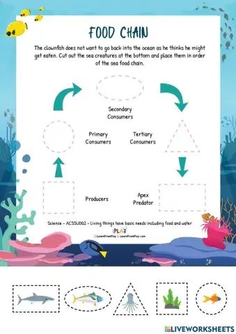 Anemone Is Not The Enemy - Food Chain