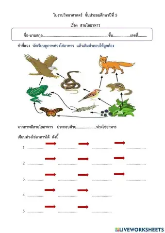 ใบงาน  สายใยอาหาร