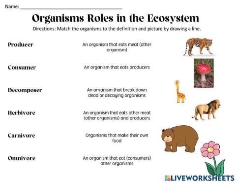 Organisms Role in the Ecosystem