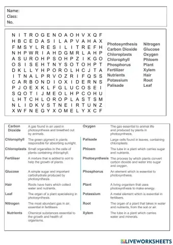 Photosynthesis Word Search
